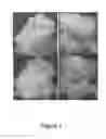 Fig. 02 - MISCANTHUS TRANSFORMATION METHODS