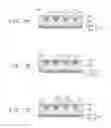 Fig. 03 - CONDUCTIVE PASTE FOR A SOLAR CELL ELECTRODE