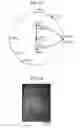 Fig. 08 - Maraging steel strip