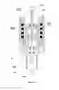 Fig. 11 - SELF-POWERED AND SELF-SENSING MAGNETORHEOLOGICAL DAMPERS