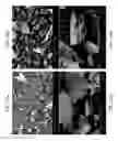 Fig. 29 - ZINC OXIDE AND COBALT OXIDE NANOSTRUCTURES AND METHODS OF MAKING THEREOF
