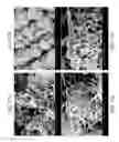 Fig. 31 - ZINC OXIDE AND COBALT OXIDE NANOSTRUCTURES AND METHODS OF MAKING THEREOF