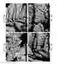 Fig. 41 - ZINC OXIDE AND COBALT OXIDE NANOSTRUCTURES AND METHODS OF MAKING THEREOF