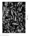 Fig. 44 - ZINC OXIDE AND COBALT OXIDE NANOSTRUCTURES AND METHODS OF MAKING THEREOF