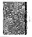 Fig. 52 - ZINC OXIDE AND COBALT OXIDE NANOSTRUCTURES AND METHODS OF MAKING THEREOF