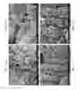 Fig. 53 - ZINC OXIDE AND COBALT OXIDE NANOSTRUCTURES AND METHODS OF MAKING THEREOF