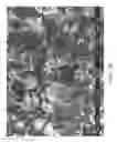 Fig. 56 - ZINC OXIDE AND COBALT OXIDE NANOSTRUCTURES AND METHODS OF MAKING THEREOF
