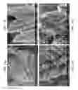 Fig. 57 - ZINC OXIDE AND COBALT OXIDE NANOSTRUCTURES AND METHODS OF MAKING THEREOF