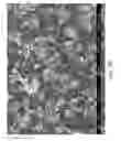 Fig. 60 - ZINC OXIDE AND COBALT OXIDE NANOSTRUCTURES AND METHODS OF MAKING THEREOF