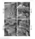 Fig. 61 - ZINC OXIDE AND COBALT OXIDE NANOSTRUCTURES AND METHODS OF MAKING THEREOF