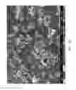 Fig. 64 - ZINC OXIDE AND COBALT OXIDE NANOSTRUCTURES AND METHODS OF MAKING THEREOF