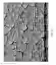 Fig. 66 - ZINC OXIDE AND COBALT OXIDE NANOSTRUCTURES AND METHODS OF MAKING THEREOF