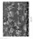 Fig. 68 - ZINC OXIDE AND COBALT OXIDE NANOSTRUCTURES AND METHODS OF MAKING THEREOF