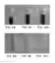 Fig. 09 - AGGLOMERATION OF HIGH SURFACE AREA RARE EARTHS