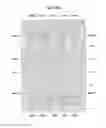 Fig. 125 - Semiconductor device, semiconductor integrated circuit, SRAM, and method for producing Dt-MOS transistor
