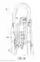 Fig. 24 - Foldable walker apparatus