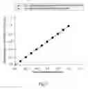 Fig. 08 - NEW CALIBRATION PROCEDURES FOR THREE-DIMENSIONAL DIGITAL IMAGE CORRELATION