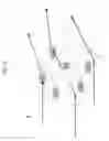 Fig. 05 - Stimulated lighting devices