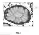 Fig. 04 - Systems and methods for segmenting digital images