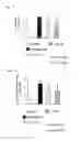 Fig. 02 - AMELIORATING AGENT FOR CHRONIC OBSTRUCTIVE PULMONARY DISEASE