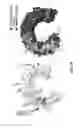 Fig. 09 - TLR3 binding agents