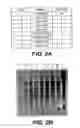 Fig. 03 - Proteins with improved solubility and methods for producing and using same