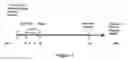 Fig. 08 - Methods for treating progressive multifocal leukoencephalopathy (PML)