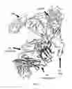 Fig. 09 - Conformationally stabilized HIV envelope immunogens