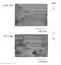 Fig. 14 - C/C COMPOSITE MATERIAL MOLDED BODY AND METHOD FOR MANUFACTURING THE SAME