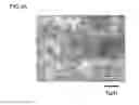 Fig. 02 - Carbon material and method for producing same