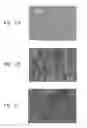 Fig. 02 - Semiconductor processing apparatus comprising a coating formed from a solid solution of yttrium oxide and zirconium oxide