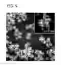 Fig. 06 - Palladium-Platinum Nanostructures And Methods For Their Preparation