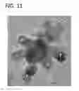 Fig. 12 - Palladium-Platinum Nanostructures And Methods For Their Preparation