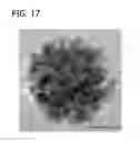 Fig. 18 - Palladium-Platinum Nanostructures And Methods For Their Preparation
