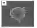 Fig. 01 - Enriched stem cell and progenitor cell populations, and methods of producing and using such populations