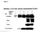 Fig. 15 - Screening systems utilizing RTP801