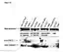 Fig. 20 - Screening systems utilizing RTP801