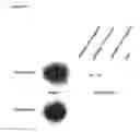 Fig. 34 - Screening systems utilizing RTP801