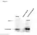 Fig. 36 - Screening systems utilizing RTP801