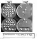 Fig. 01 - Method for the targeted integration of multiple copies of a gene of interest in a yarrowia strain