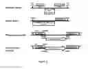 Fig. 03 - Method for the targeted integration of multiple copies of a gene of interest in a yarrowia strain