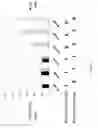 Fig. 09 - Method for the targeted integration of multiple copies of a gene of interest in a yarrowia strain