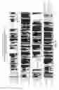 Fig. 06 - Isolated plant deoxyhypusine synthase and nucleotides encoding same