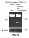 Fig. 09 - Isolated plant deoxyhypusine synthase and nucleotides encoding same