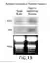 Fig. 22 - Isolated plant deoxyhypusine synthase and nucleotides encoding same
