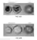 Fig. 43 - Isolated plant deoxyhypusine synthase and nucleotides encoding same