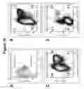 Fig. 35 - Endocrine precursor cells, pancreatic hormone-expressing cells and methods of production