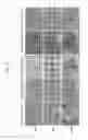 Fig. 07 - Cell culture support and cell culture method