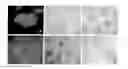 Fig. 01 - In vitro methods for the induction and maintenance of plant cell lines as single suspension cells with intact cell walls
