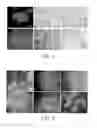 Fig. 03 - In vitro methods for the induction and maintenance of plant cell lines as single suspension cells with intact cell walls
